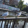 トリオ