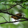 野鳥を探して　？？