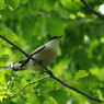 野鳥を探して　オナガ？