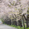 零れ桜を浴びながら