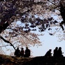 桜蔭-7