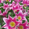 ＴＵＬＩＰ