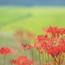 彼岸花
