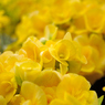 WONDER FLOWER GARDEN 09