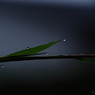 水の滴に光宿る 