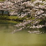 春の池