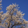 青空と桜