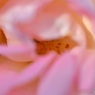 薔薇の顔