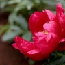 芍薬