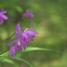 土肥に咲く花