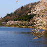 海津大崎の桜並木