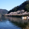 海津大崎桜祭り