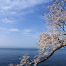 空と桜