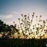 菜の花の夕暮れ