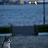 港の野良