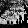 桜陰-8