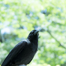 「山のカラス」