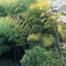 竹林なう