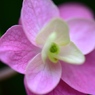 可愛い紫陽花は好きですか？