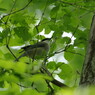 野鳥を探して　オナガ