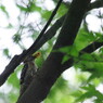 野鳥を探して　コゲラ