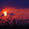 リンゴ畑の夕焼け