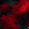 壁の薔薇