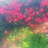バラのアーチ