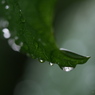 涙雨