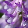 おしゃべりな花