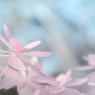 あじさいに。。恋して。。　no.♡