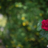 一輪の薔薇