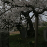 石割桜なう