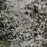 八重の桜なう