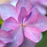 紫陽花への想い７