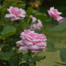 薔薇_7