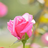 薔薇_8