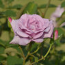 薔薇_9