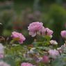 薔薇_10