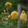 薔薇_11