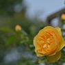 薔薇_12