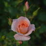 薔薇_13