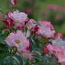 薔薇_14