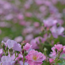 薔薇_15