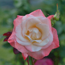 薔薇_16