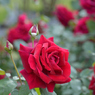 薔薇_17