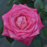 薔薇_18