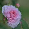薔薇_19