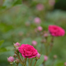 薔薇_20
