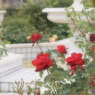 紅いバラ庭園